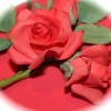 rose1